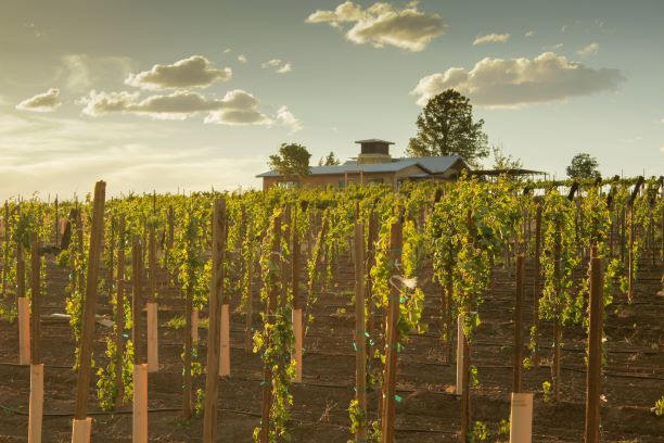 Sunlit Arizona vineyard rows during springtime wine tasting tour