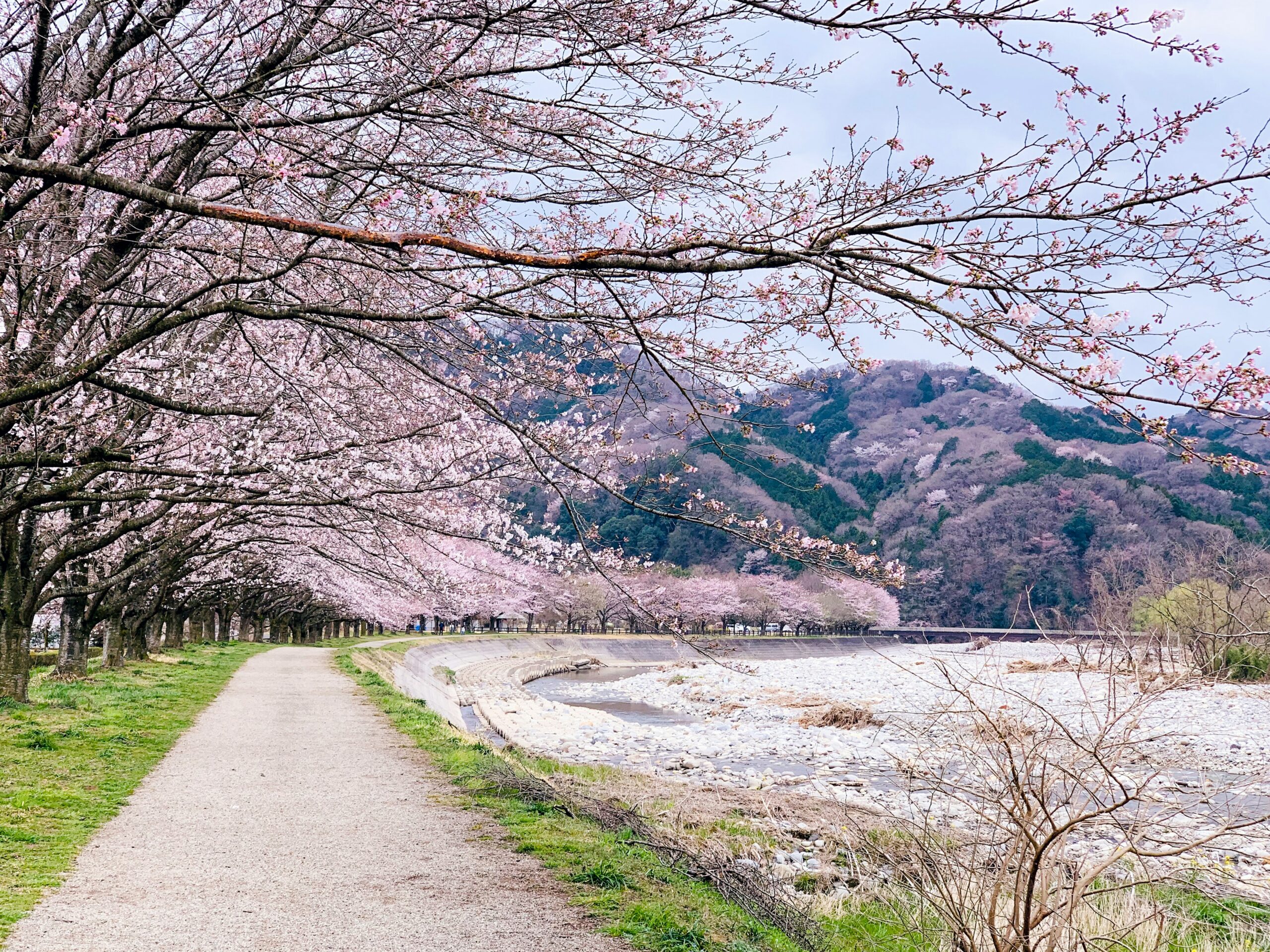 Crowds enjoying cherry blossoms and festival activities in Washington, D.C.