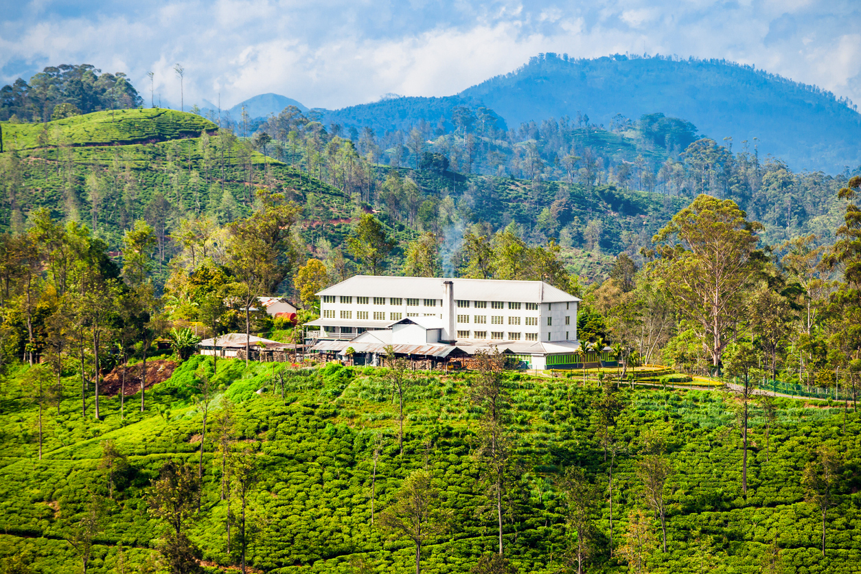 Sunrise over tea plantations with colonial lodge in Nuwara Eliya, Sri Lanka.